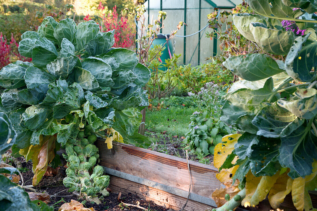 Rosenkohl in einem Hochbeet in herbstlichem Kleingarten mit Gewächshaus