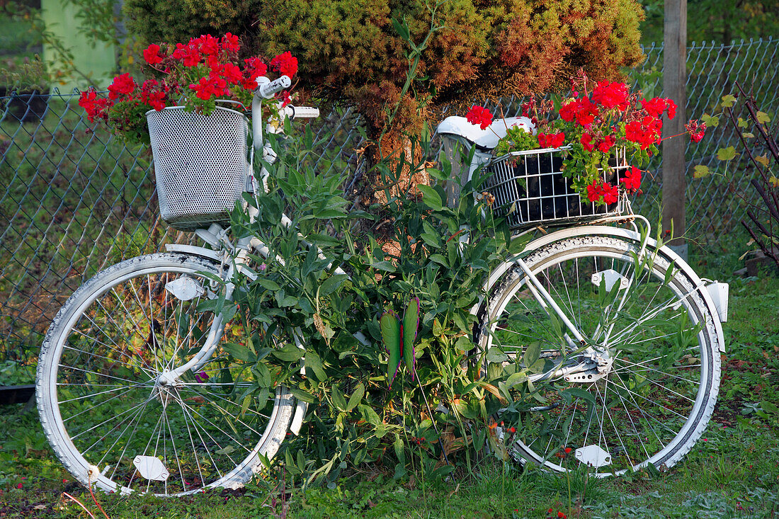 Bicycle in the garden decorated with geraniums and painted white