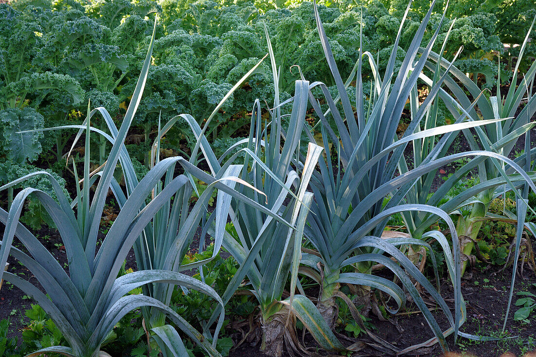 Leek and kale in beds