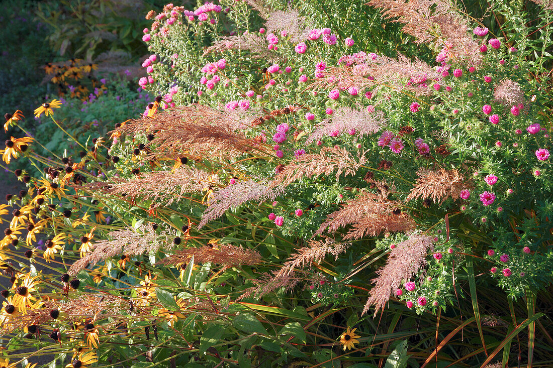 Autumn bed with asters (Aster), Rudbekia and grasses