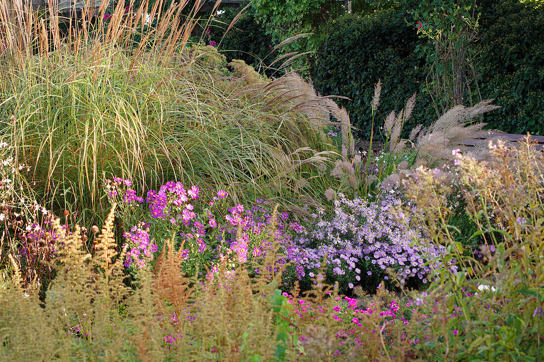 Autumn bed with asters and grasses (Aster)
