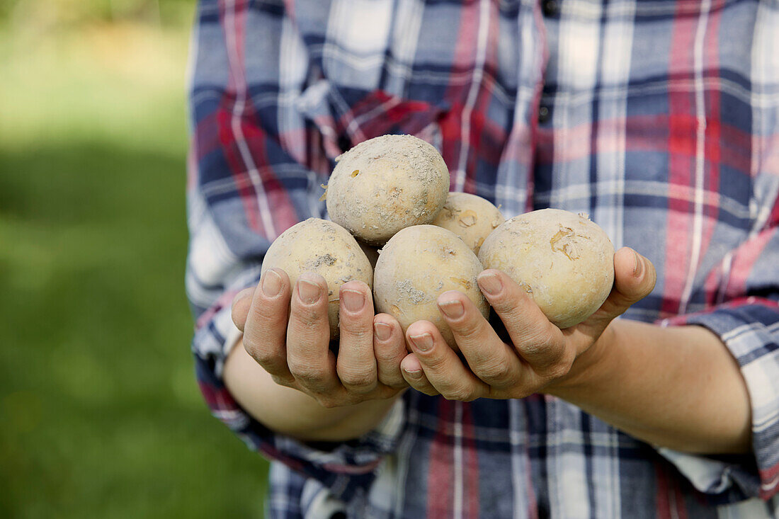 Hands holding freshly harvested potatoes