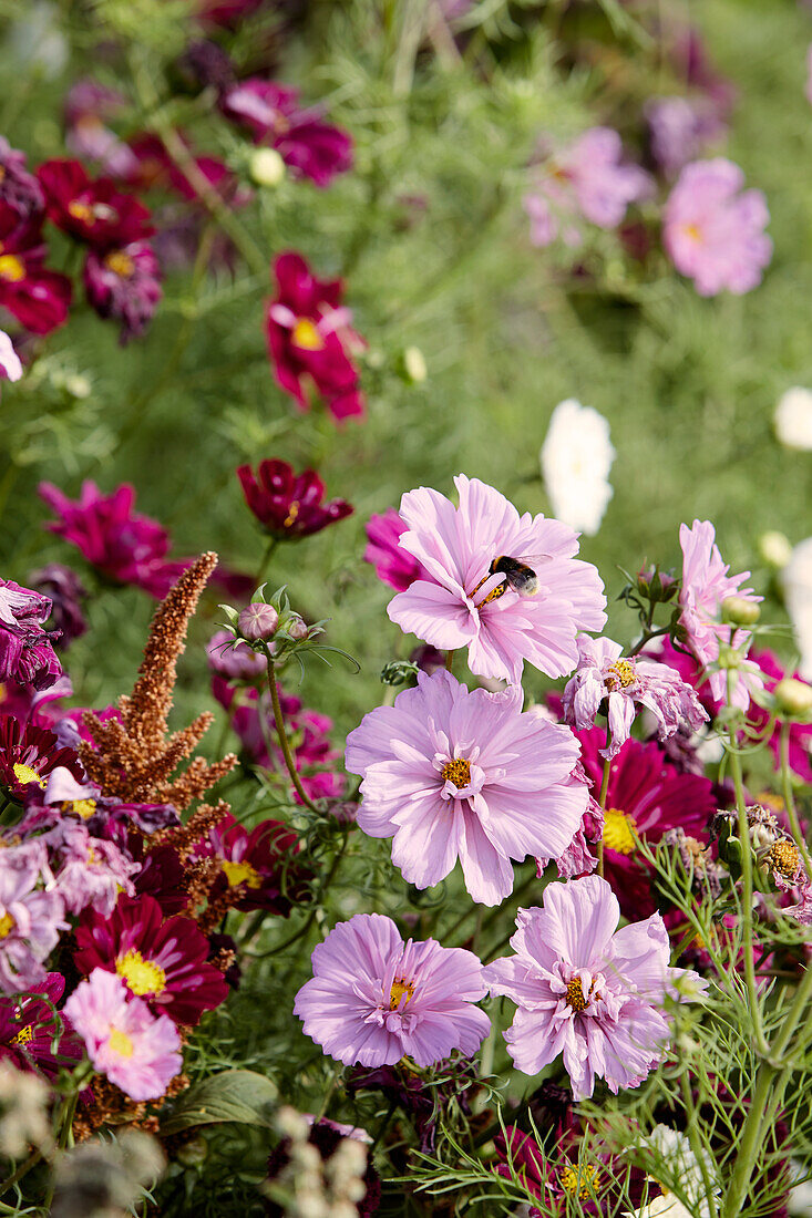 Summer flowers, Cosmea (Cosmos) with bumblebee in the garden