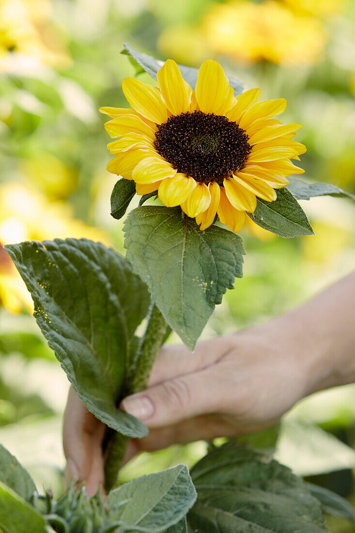 A sunflower in a garden