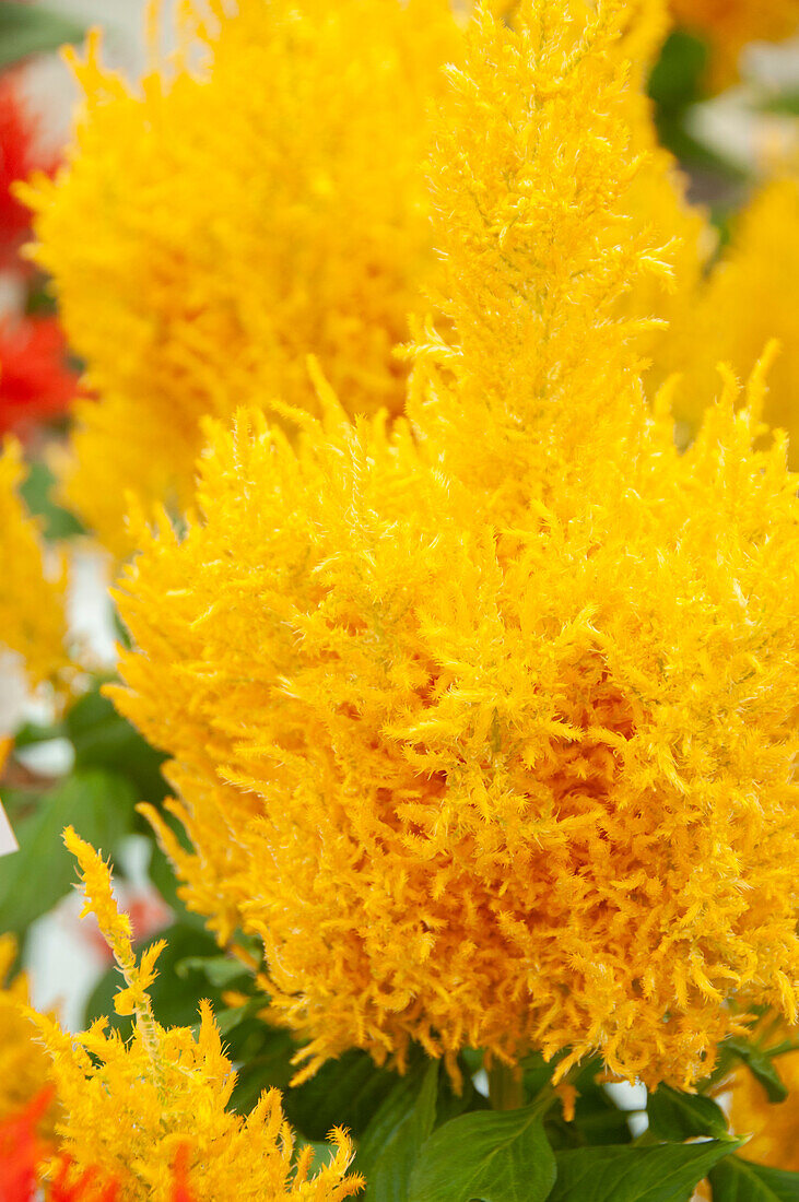 Celosia plumosa Century Yellow
