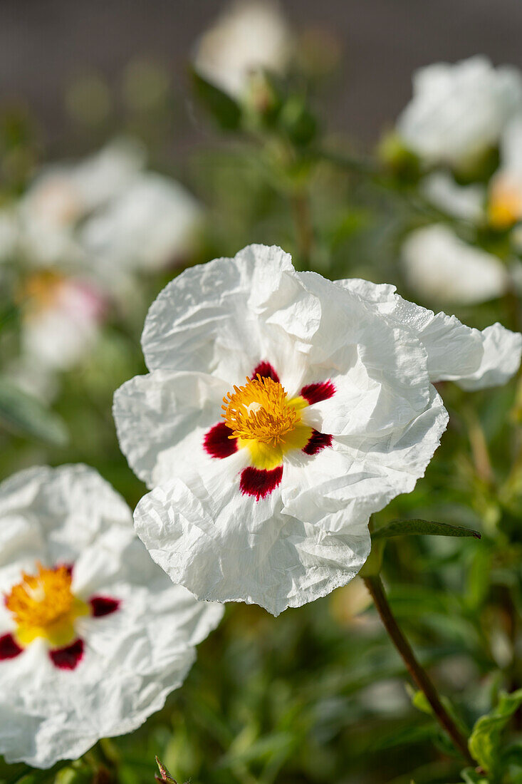 Cistus x purpureus Alan Fradd