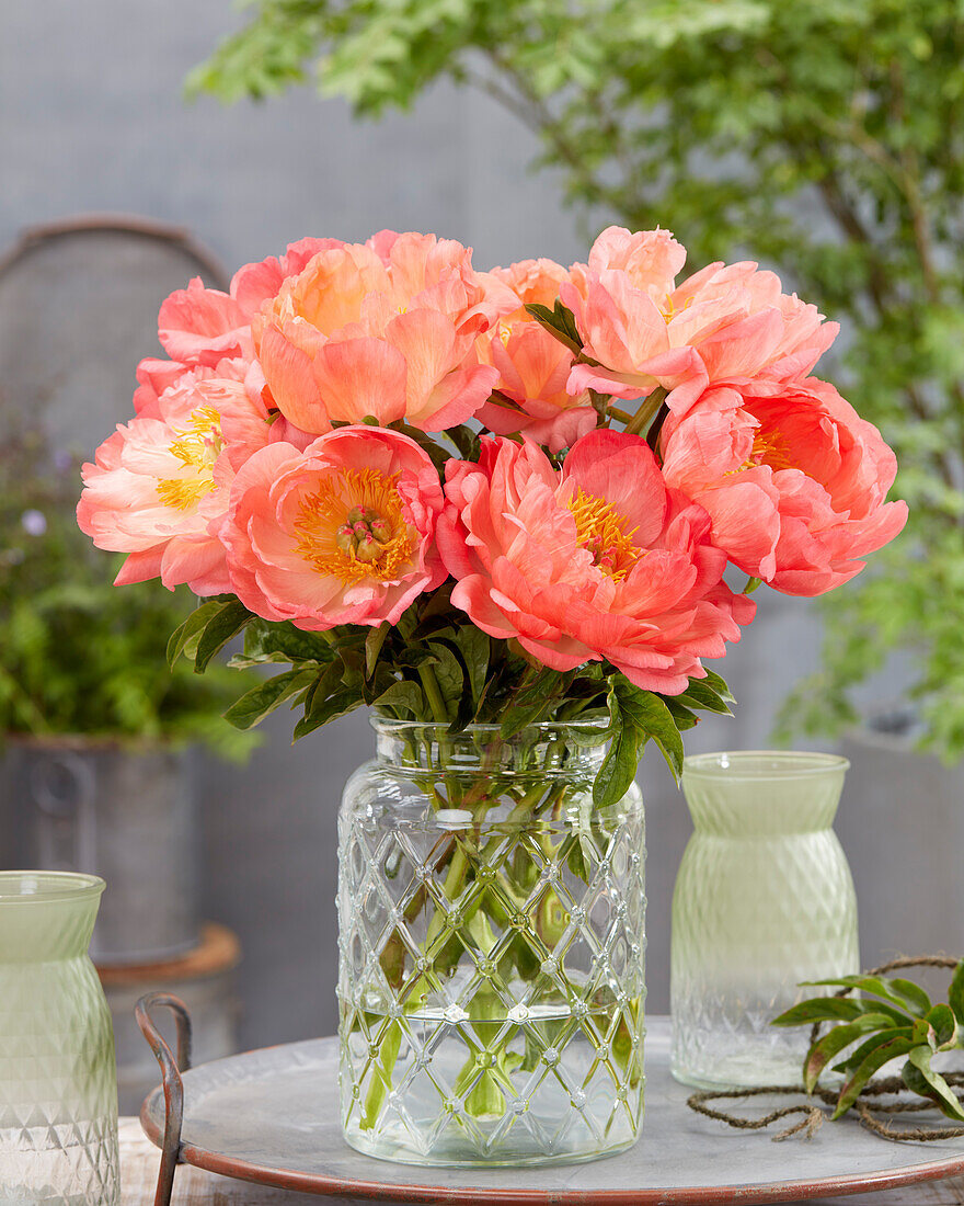 Paeonia Coral Sunset