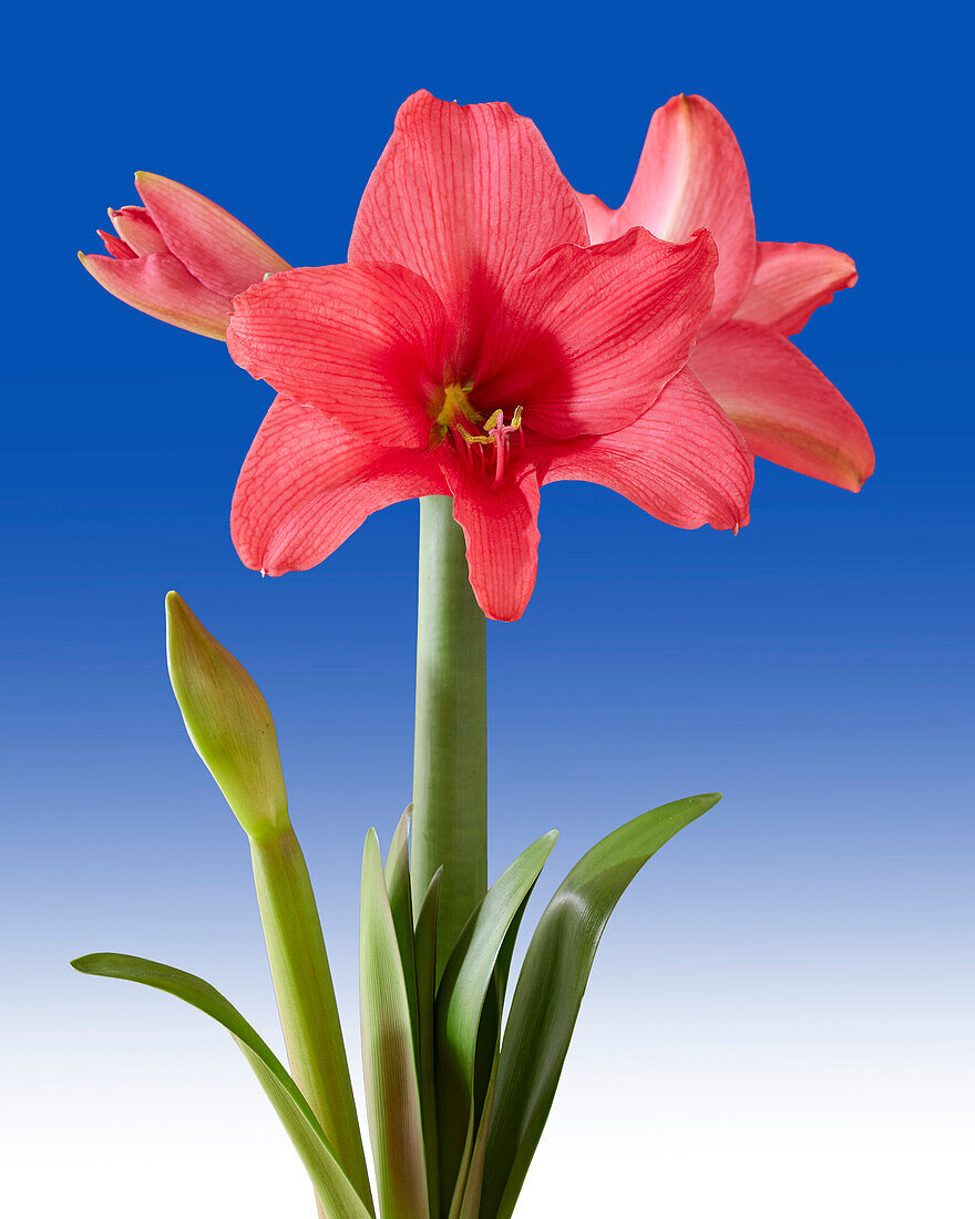 Hippeastrum Pink Flush