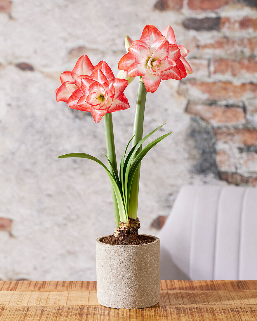 Hippeastrum Blossom Peacock