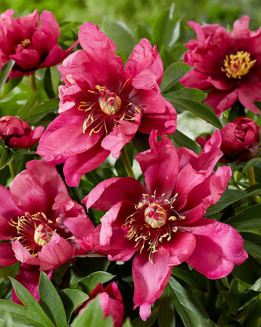 Paeonia Pink Undone