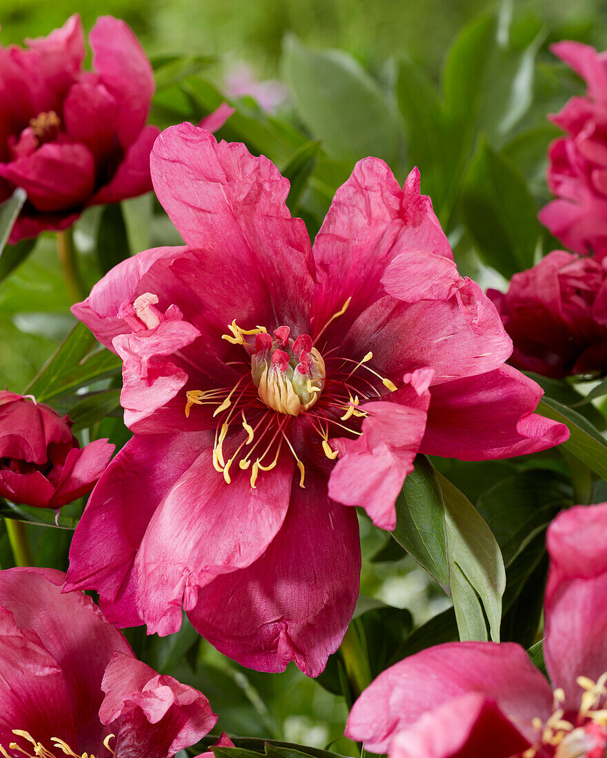 Paeonia Pink Undone