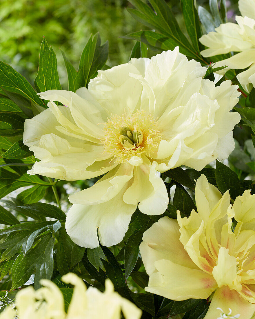 Paeonia Lemon Dream