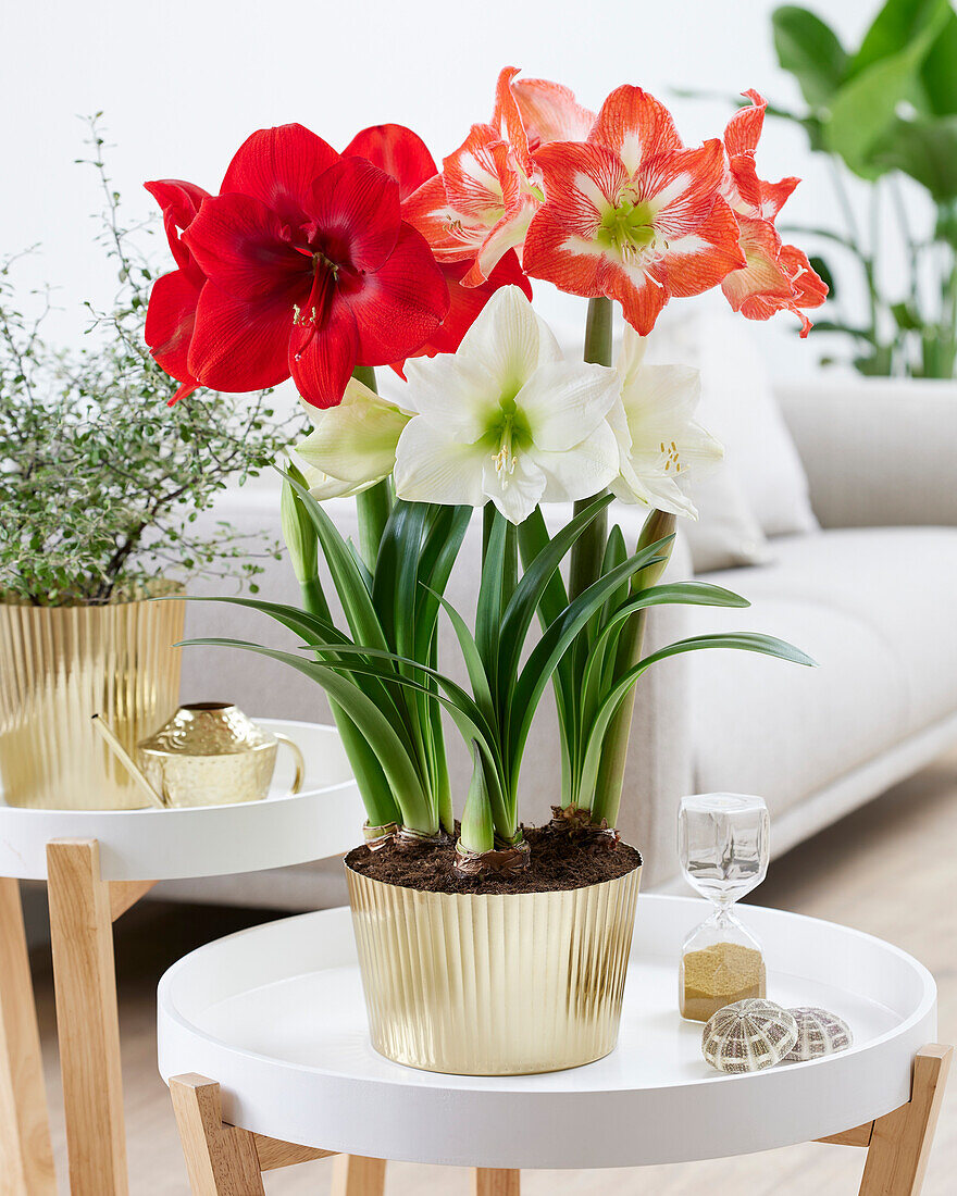 Ritterstern (Hippeastrum) 'Trio'