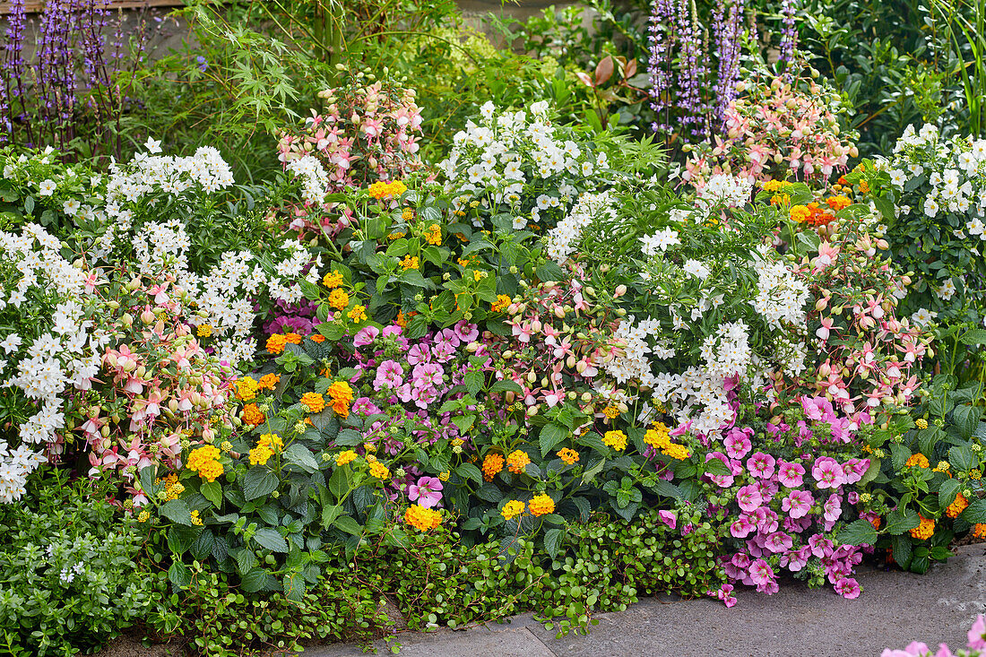 Mixed summer border