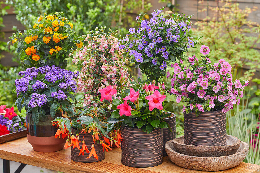 Verschiedene blühende Sommerblumen in Töpfen auf Terrasse