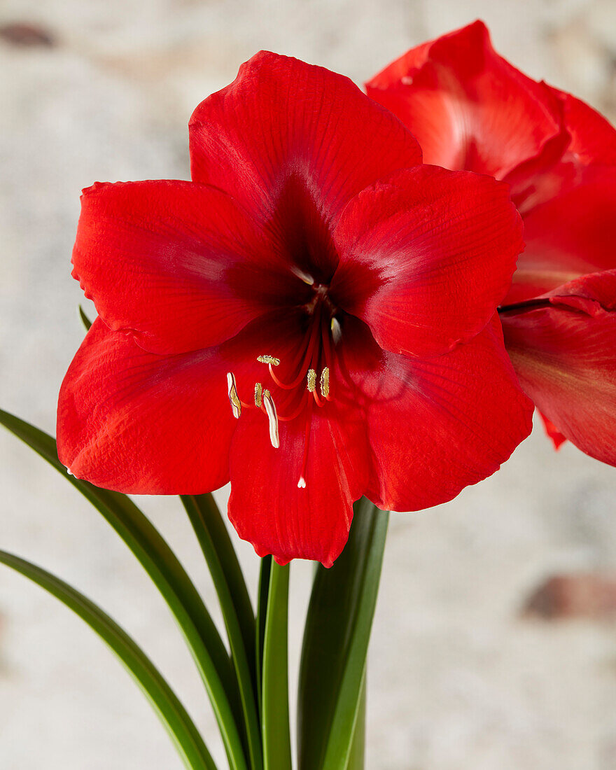 Hippeastrum Debka