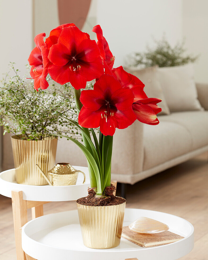 Ritterstern (Hippeastrum) 'Debka'