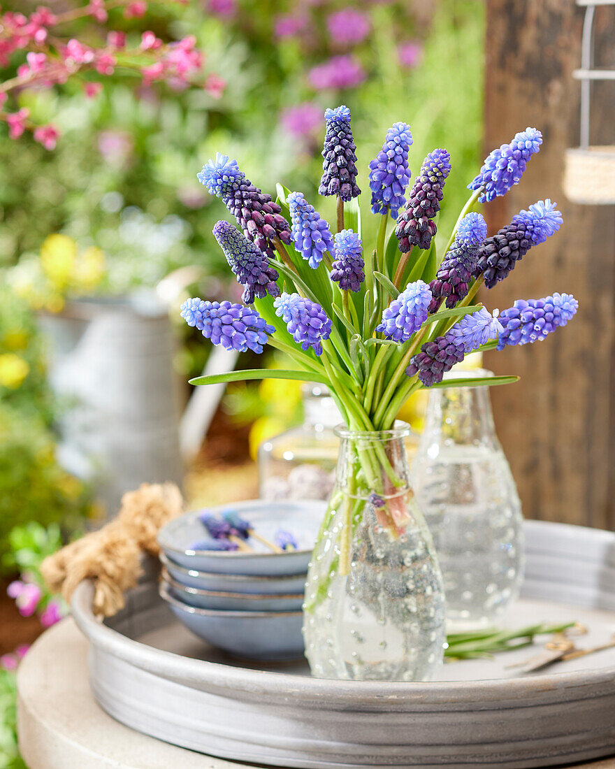 Muscari armeniacum, latifolium