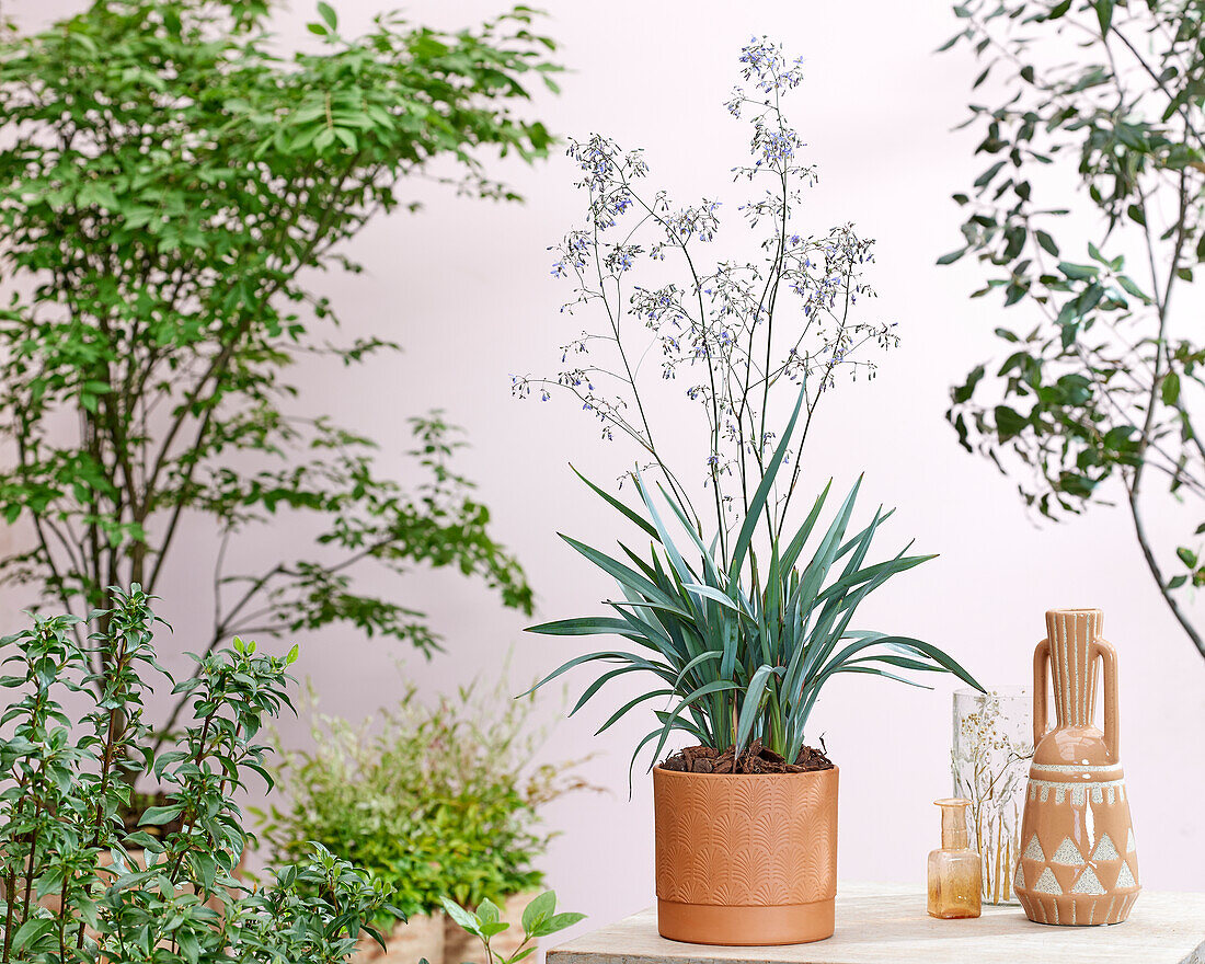 Dianella prunina Blue Ripple