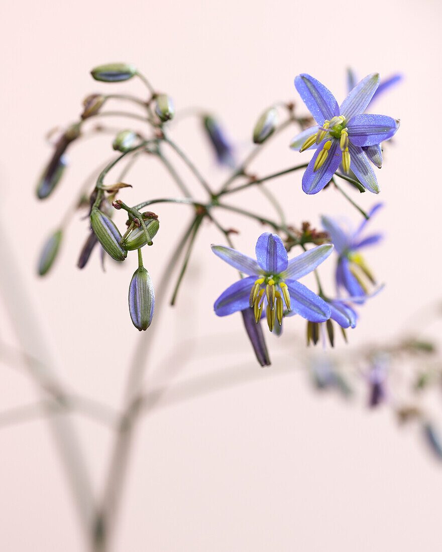 Dianella prunina Blue Ripple