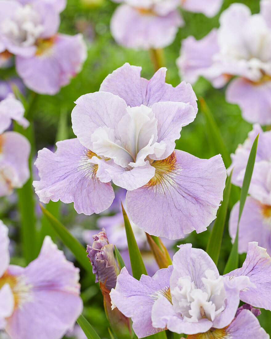 Iris sibirica Dawn Waltz