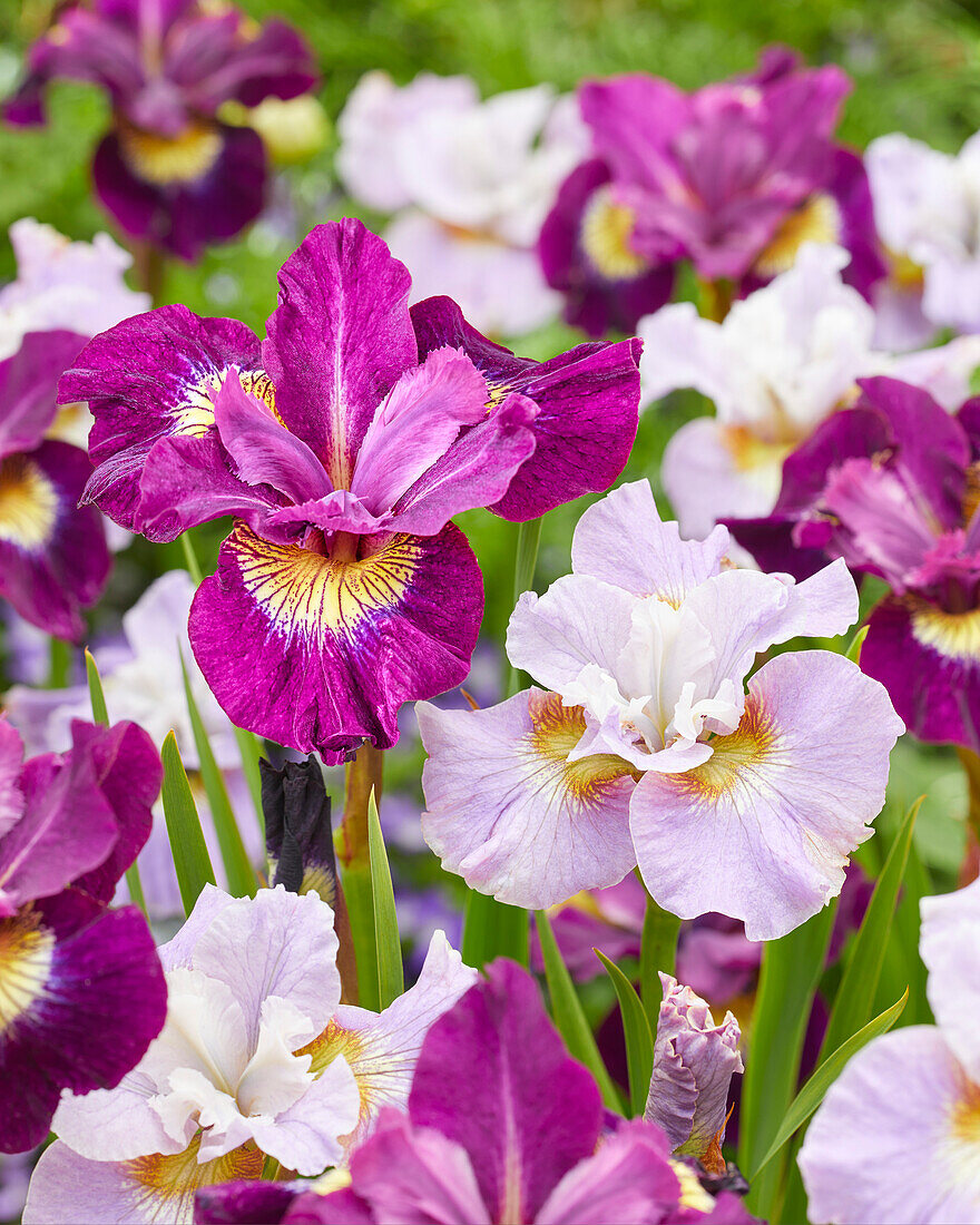 Sibirische Schwertlilie (Iris sibirica) 'Dawn Waltz', 'Sultans Ruby'