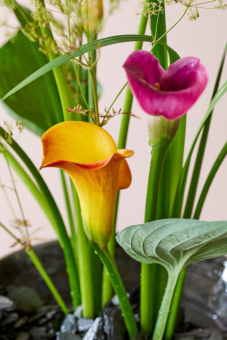 Zantedeschia arrangement