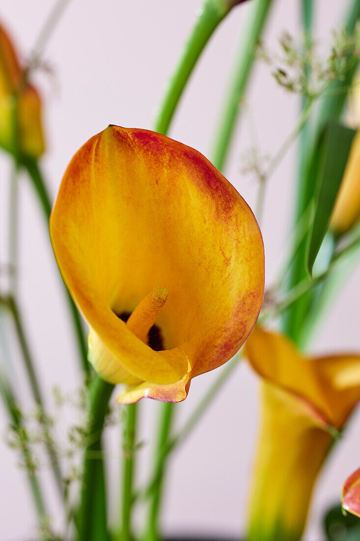 Zantedeschia flower