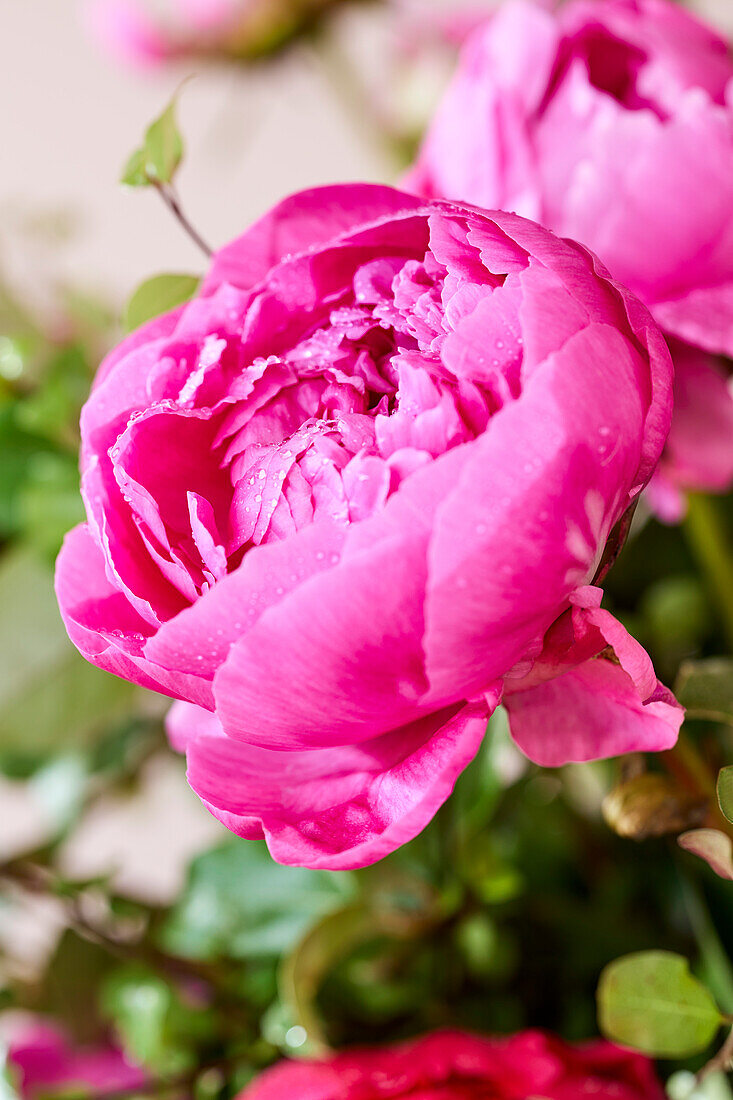 Paeonia