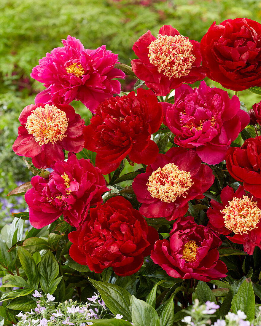 Paeonia mix