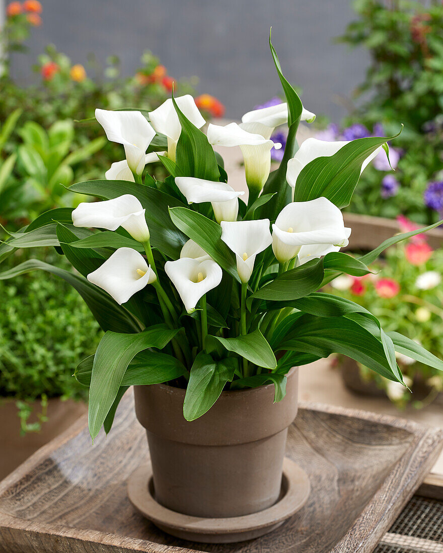 Zantedeschia Captain Sisto