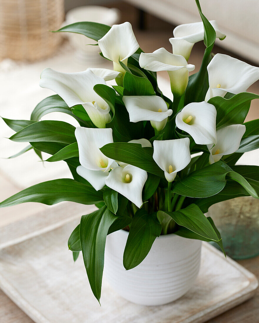 Zantedeschia Captain Sisto