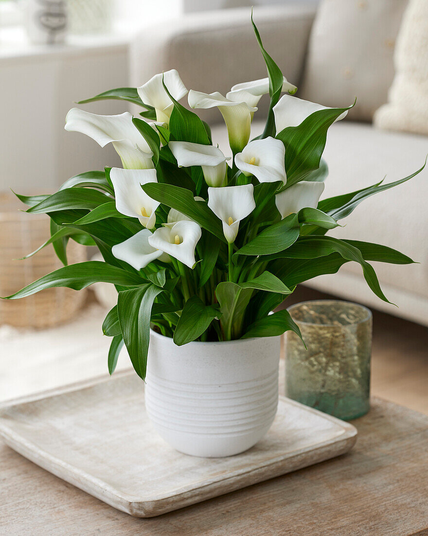 Zantedeschia Captain Sisto