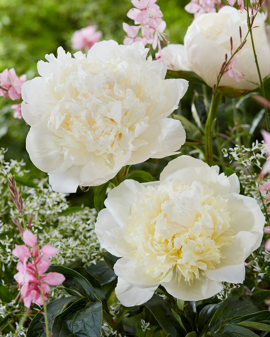 Paeonia Princess Bride