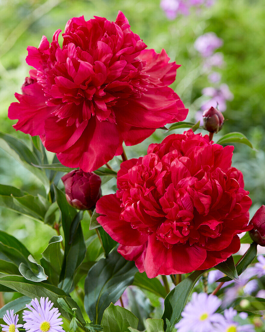 Paeonia Inspecteur Lavergne