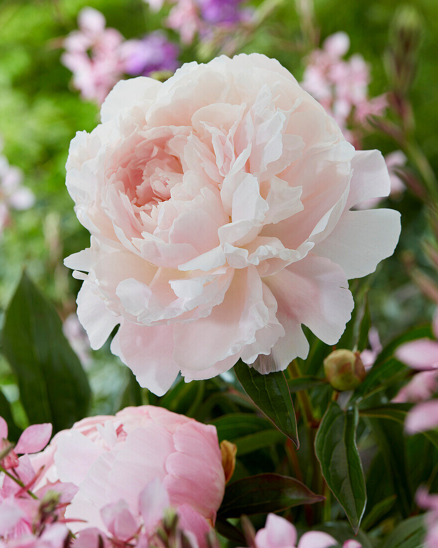 Paeonia Mandaleen