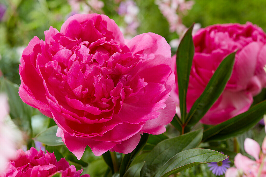 Paeonia Glory Hallelujah