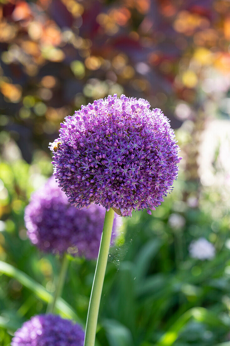 Zierlauch (Allium) 'Ambassador'