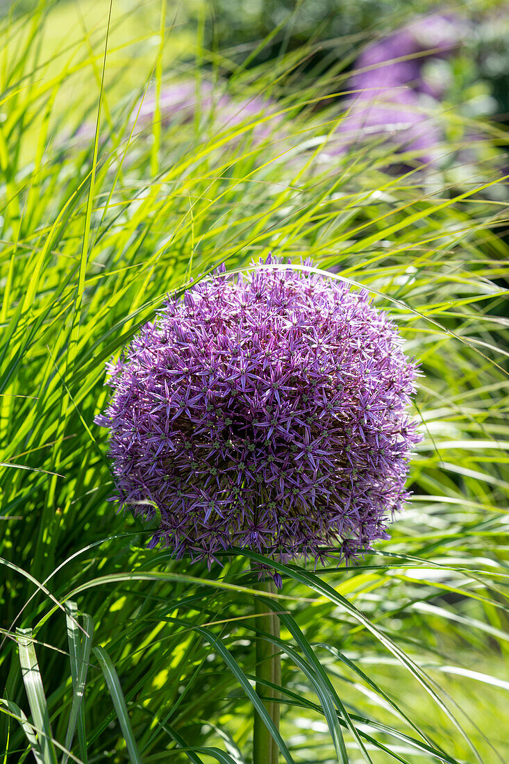 Allium Globemaster