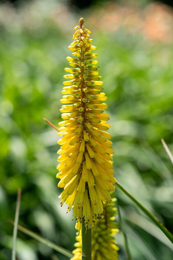 Fackellilie (Kniphofia)