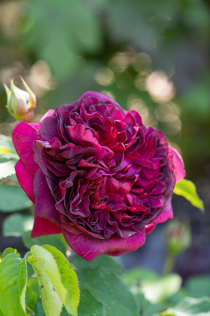 Rose (Rosa) 'William Shakespeare 2000'