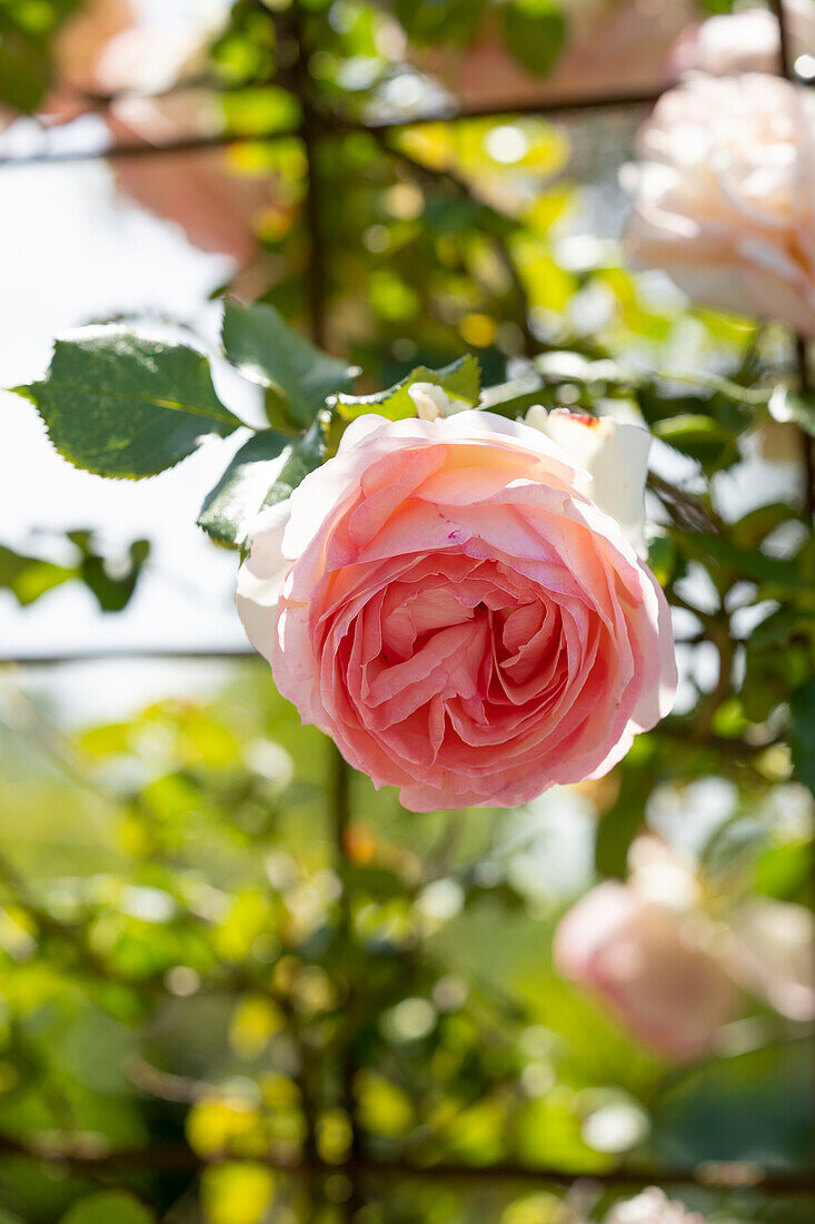 Strauchrose (Rosa) 'Eden Rose'