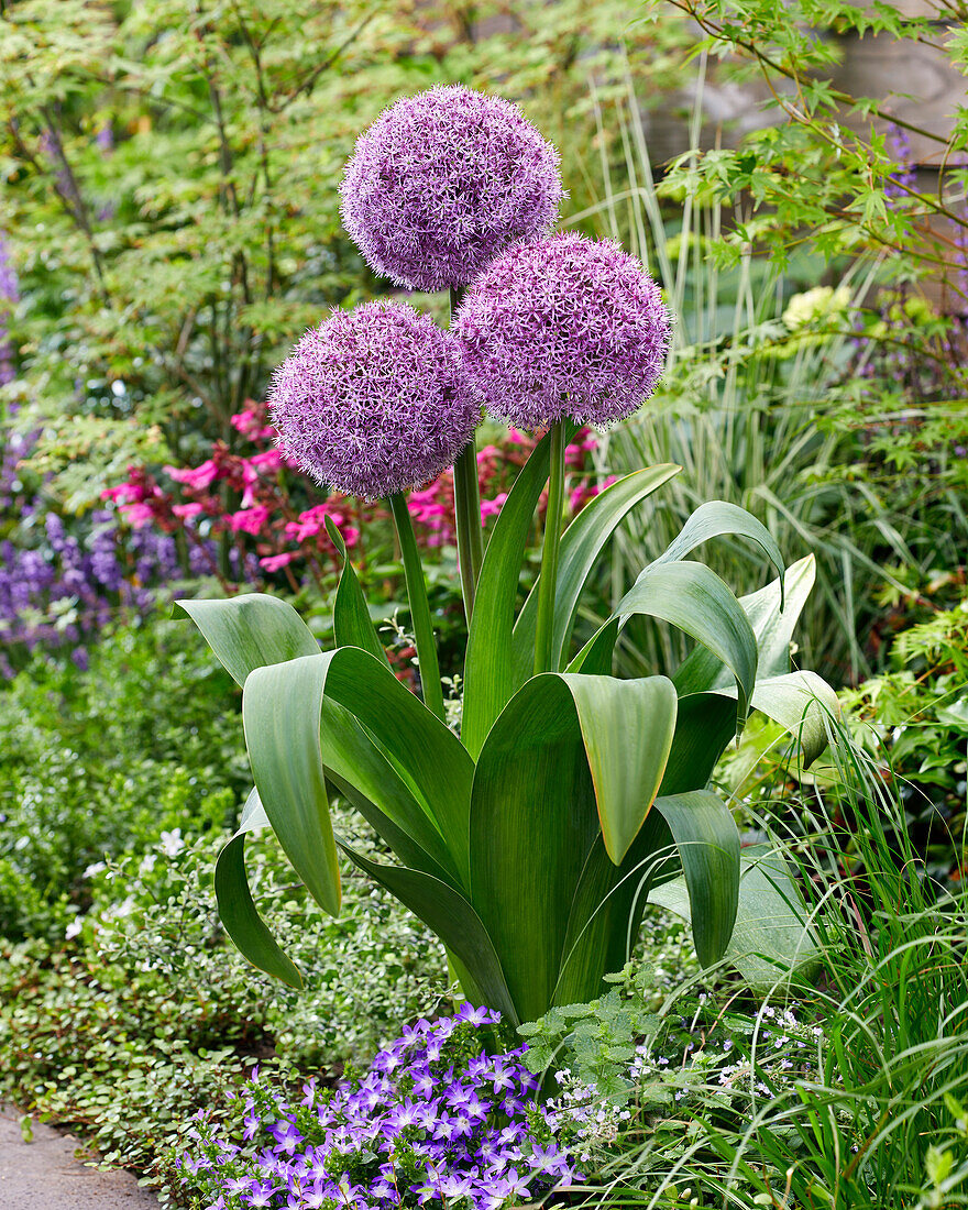 Allium Party Balloons