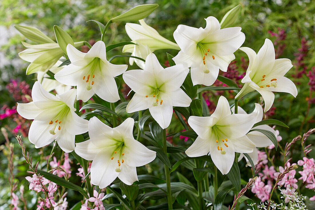 Lilium White Triumphator