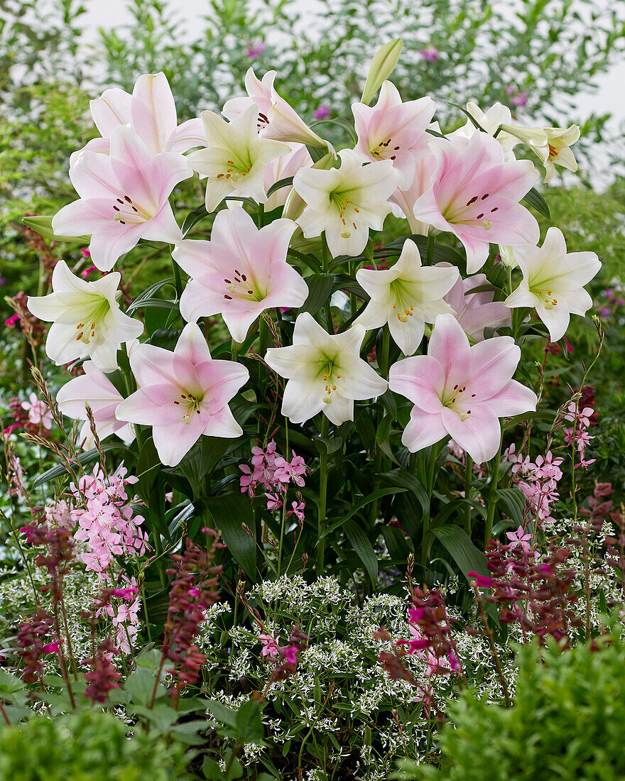  Lilium Pink Heaven, White Triumphator