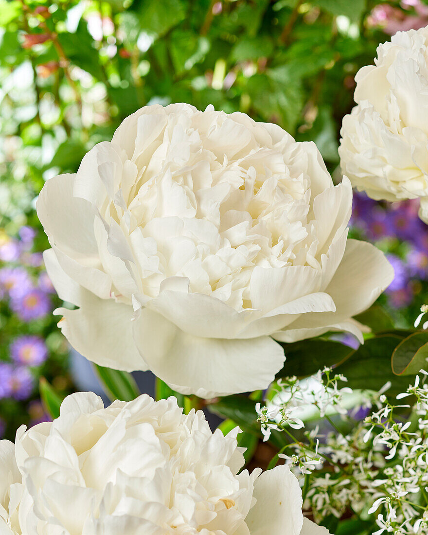 Paeonia Ivory Victory