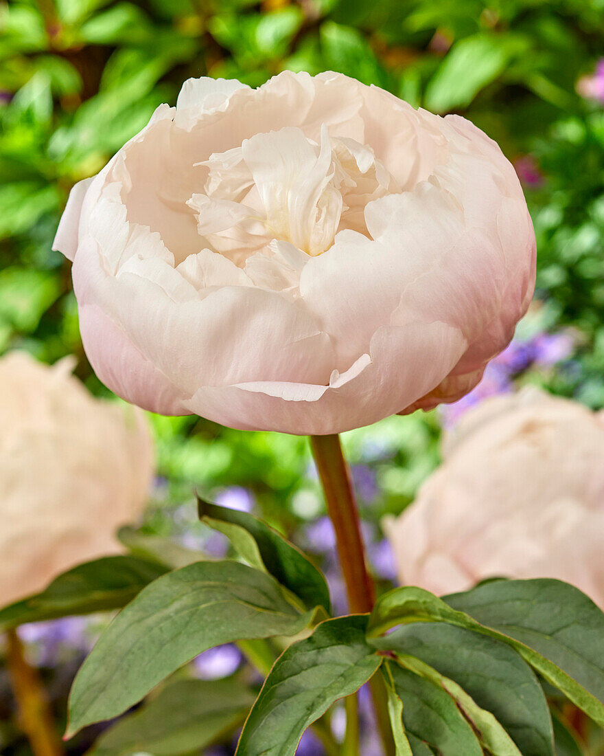 Pfingstrose (Paeonia) 'Colonel Owen Cousins'