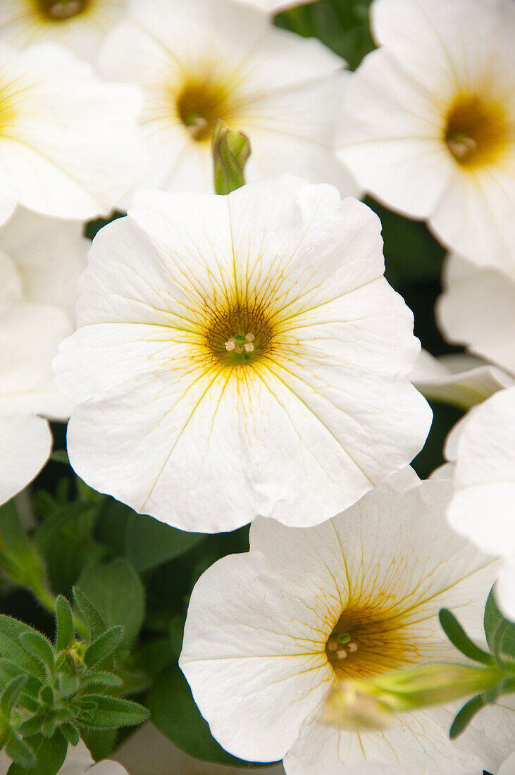 Petunia Petchoa BeautiCal Pearl White