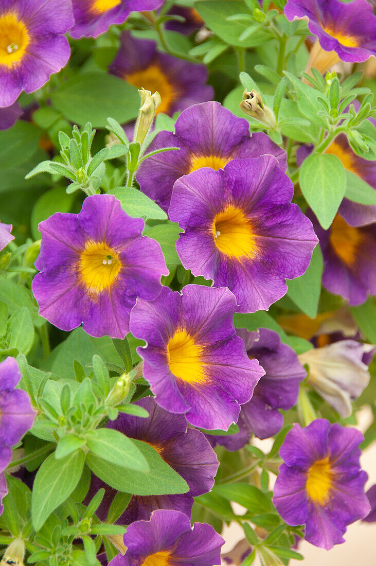 Petunia Fun House Amethyst Sunshine