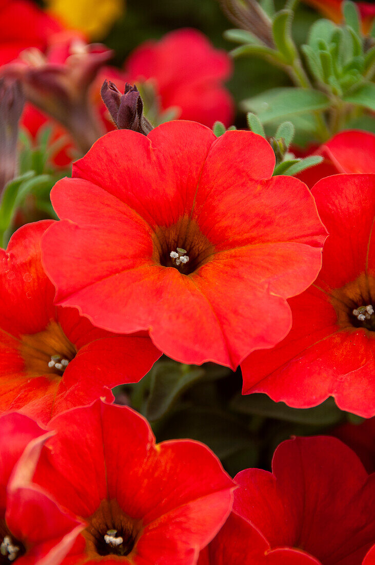 Petunie (Petunia) 'Petchoa BeautiCal Red Maple'